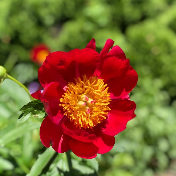 Meet the Posher Other - Meet your Posher, Jessie